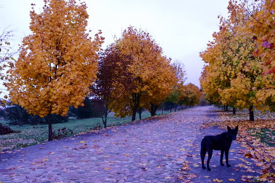 Autumn alley of maples and paving stones with a black dog.