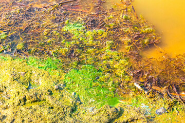 Green slime in pond with yellow water in Germany.