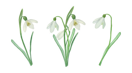 Watercolour set of hand drawn snowdrops