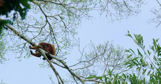 Red Howler Monkey with special color on tree in Yasuni Prak.