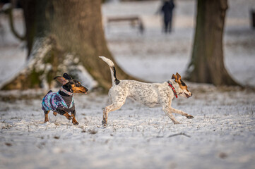 dogs playing in snow