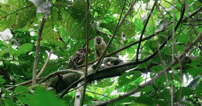 Squirrel monkey one of the smallest most attractive monkeys.