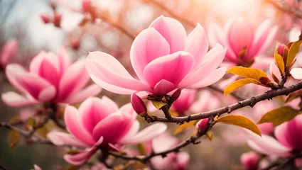 Foto op Canvas Close-up of a blooming magnolia branch © Olena Kuzina