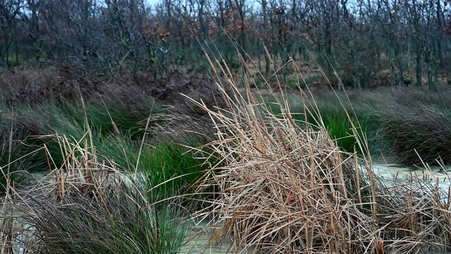 Reeds in the forest