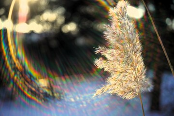 Dry reed grass in snowy meadow with amazing sunlight