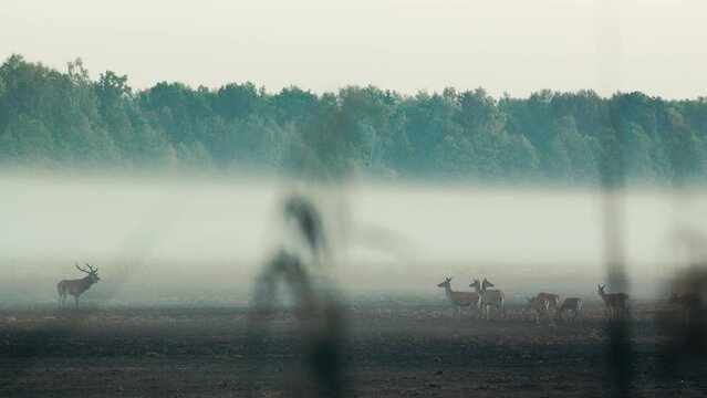 Autumn Serenity: Majestic Deer Roar in Early Morning Mist