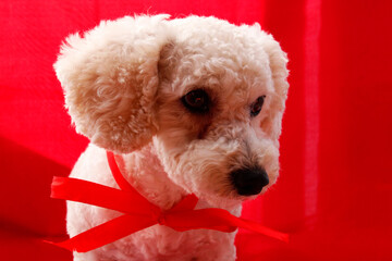 Beautiful white poodle with red bow