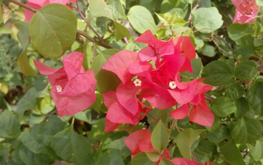 Close-up of peach bougainvillea flowers