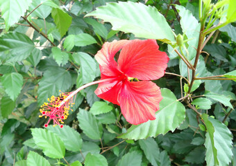 Side view of red hibiscus flower