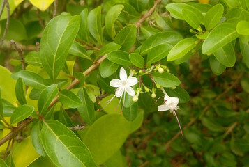 Wild Jasmine flower