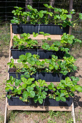 Strawberries planted in containers in the sun