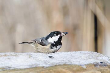 Obraz na płótnie Canvas Periparus ater aka coal tit with the seed in the beak. Commont bird in Czech republic nature. Winter bird feeding.
