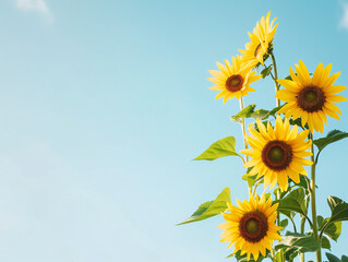 Sunflowers against blue sky. Summer and nature concept with copy space. Design for poster, wallpaper. Bright sunny day composition

