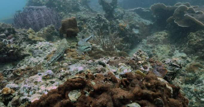 Couple of lizardfishes enjoying the water of the Andaman sea.