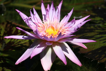 lotus flower in the garden