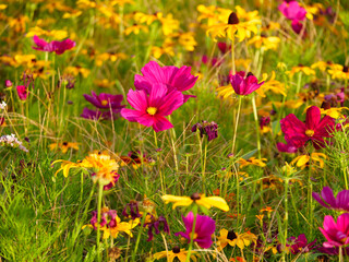 Fototapeta premium wild flowers on a sunny day