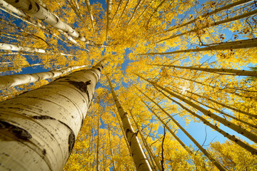 Autumn is Looking Up