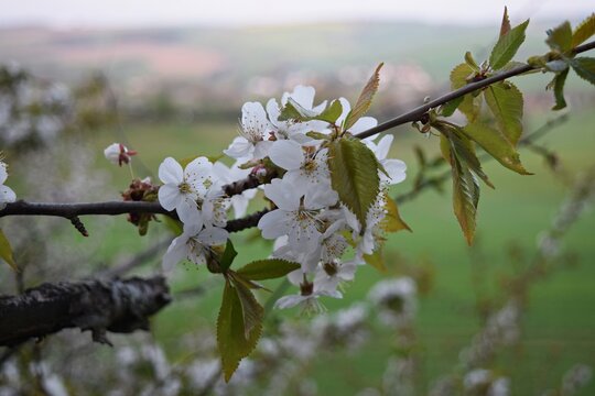 Kirschbaum Ast 1