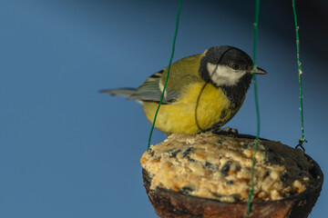 Chickadee yellow bird on coconut full of grain with blue winter sky