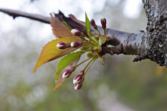 Kirschbaum knospe