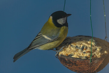 Fototapete bei efototapeten.de bestellen   