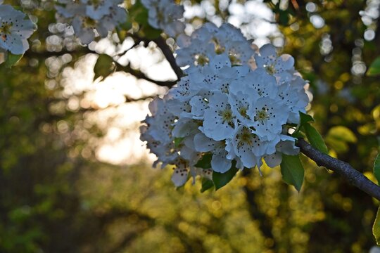 Kirschbaum Bl&uuml;ten
