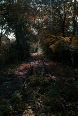 old railroad in the forest