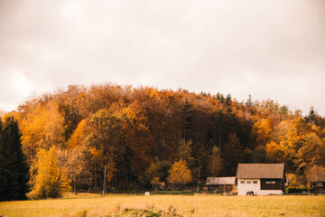 autumn landscape in the autumn