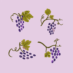 Set of grape branches isolated on a white background. Vector illustration for menu, banner, poster.