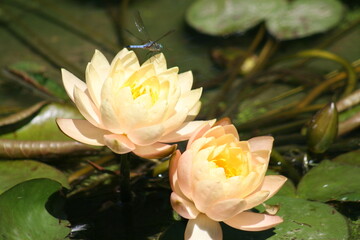 pink water lily