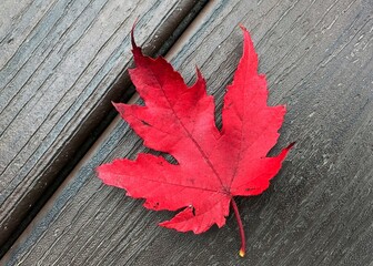 Naklejka na ściany i meble Red maple leaf on a wooden deck