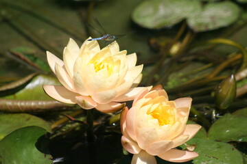 water lily in the pond