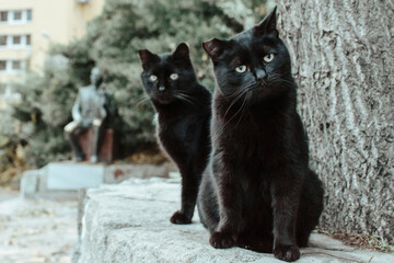 Two stray black cat on the street