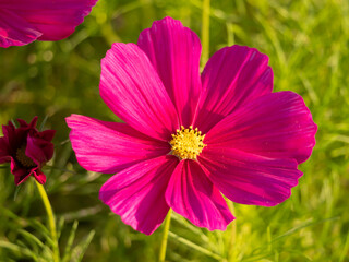 close up a beauty pink petal flower