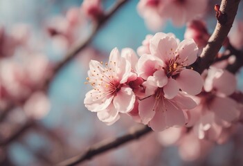 Macro of beautiful peach blossoms with nature and blurred  sky in the background