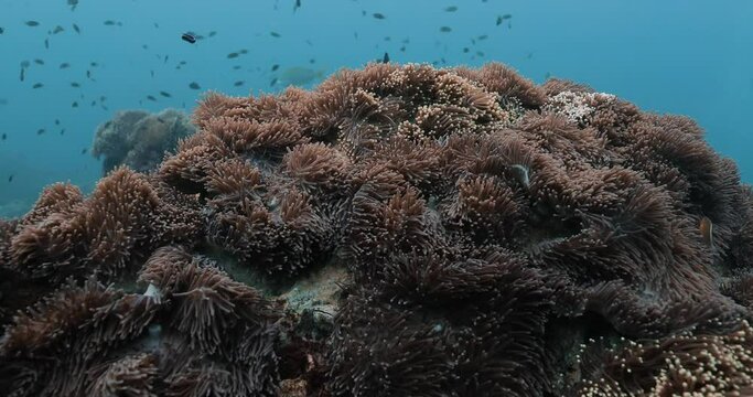 Scenic view of fishes and purple Sea anemone swaying its polyps.