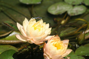 pink water lilies