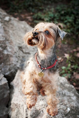 cute yorkshire terrier in a red collar sitting on the stones in summer