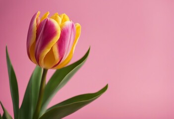 Pink yellow tulip on pink background with copy space