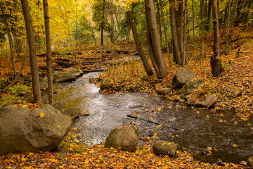 A stream wandering through autumn woods in Quebec