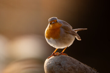 Petirrojo sobre una piedra de río
