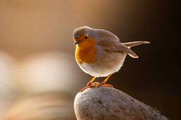 Petirrojo sobre una piedra de río