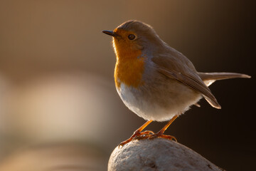 Petirrojo sobre una piedra de río