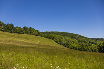 Obraz premium A meadow with tall green grass. In the background there is a forest and a blue sky.
