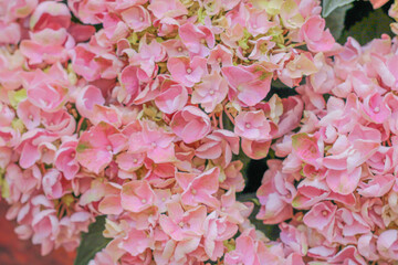 Uniform floral background in pink color. Hydrangea