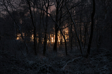 Swampy snow-covered forest at sunrise: silhouettes of trees against an orange sky