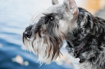 Close-up portrait of a salt and pepper miniature schnauzer with beautiful brown eyes and very long eyelashes against the backdrop of the blue water of a large lake