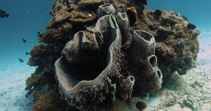 Brownish Giant barrel sponge centers the seabed with fishes around it.