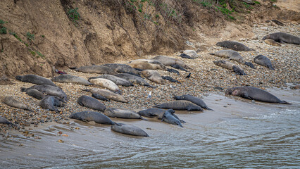 Point Reyes National Seashore, Elephant Seals return for pupping season.