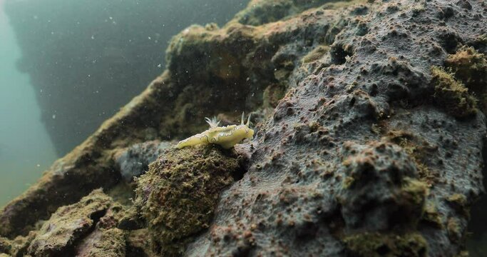 Steady shot of a bright yellow Nudibranch sitting on a colored coral.